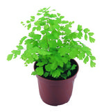 植物的素材图片033