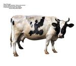 各种动物的图片_001