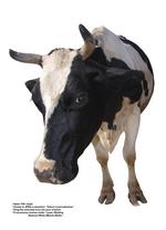 各种动物的图片_004