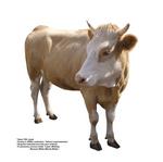 各种动物的图片_013