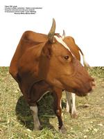 各种动物的图片_016