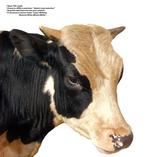 各种动物的图片_018