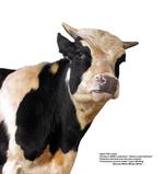 各种动物的图片_019