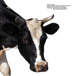 各种动物的图片_022