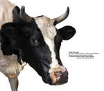 各种动物的图片_023