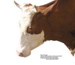 各种动物的图片_027