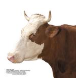 各种动物的图片_029