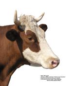 各种动物的图片_030