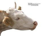 各种动物的图片_035