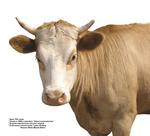 各种动物的图片_036