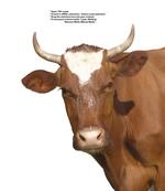 各种动物的图片_039