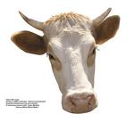 各种动物的图片_041