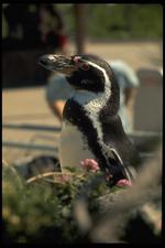 鸟类素材图片032