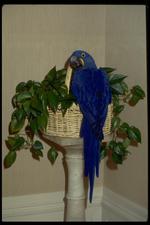 鸟类素材图片037