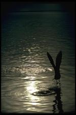 鸟类素材图片039