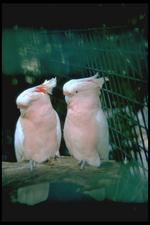 鸟类素材图片041