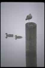 鸟类素材图片042