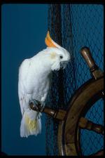 鸟类素材图片045