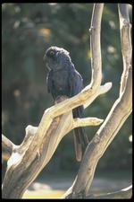 鸟类素材图片048