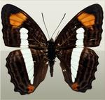 美丽的蝴蝶图片素材_71857