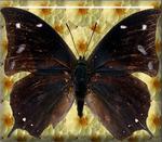 美丽的蝴蝶图片素材_73809