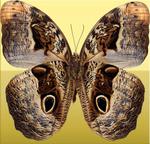 美丽的蝴蝶图片素材_75056