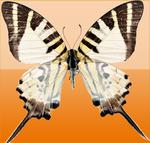 美丽的蝴蝶图片素材_8591