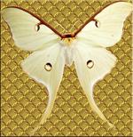 美丽的蝴蝶图片素材_88199