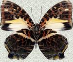 美丽的蝴蝶图片素材_89523