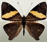 美丽的蝴蝶图片素材_94606