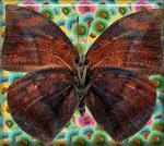 美丽的蝴蝶图片素材_95494