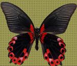 美丽的蝴蝶图片素材_98913