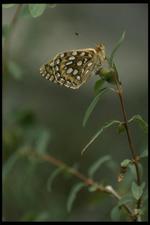 蝴蝶素材图片041