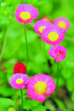 花的素材图片061