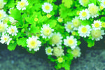 花的素材图片064