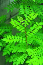 花的素材图片089