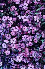 花的素材图片260h