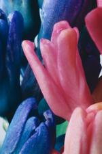 花的素材图片264h