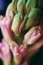 花的素材图片266h