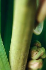 花的素材图片269h