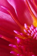 花的素材图片272h