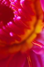 花的素材图片273h