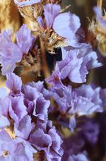 花的素材图片275h