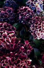 花的素材图片276h