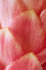 花的素材图片277h