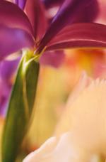 花的素材图片278h