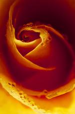 花的素材图片286h