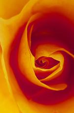 花的素材图片287h