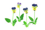 花草的素材图片003