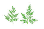 花草的素材图片027